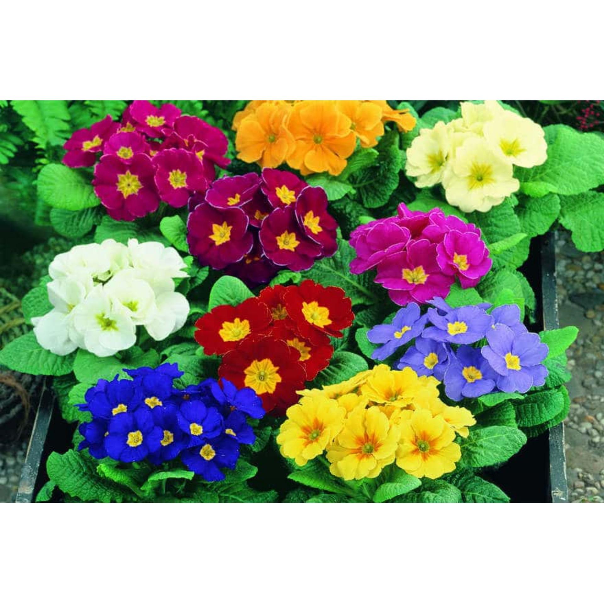 50 Hạt giống Báo xuân mix (tặng Kích nẩy mầm, Hướng dẫn ươm)
