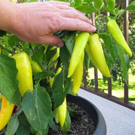 [HCM]20 Hạt giống ớt sừng sai trái