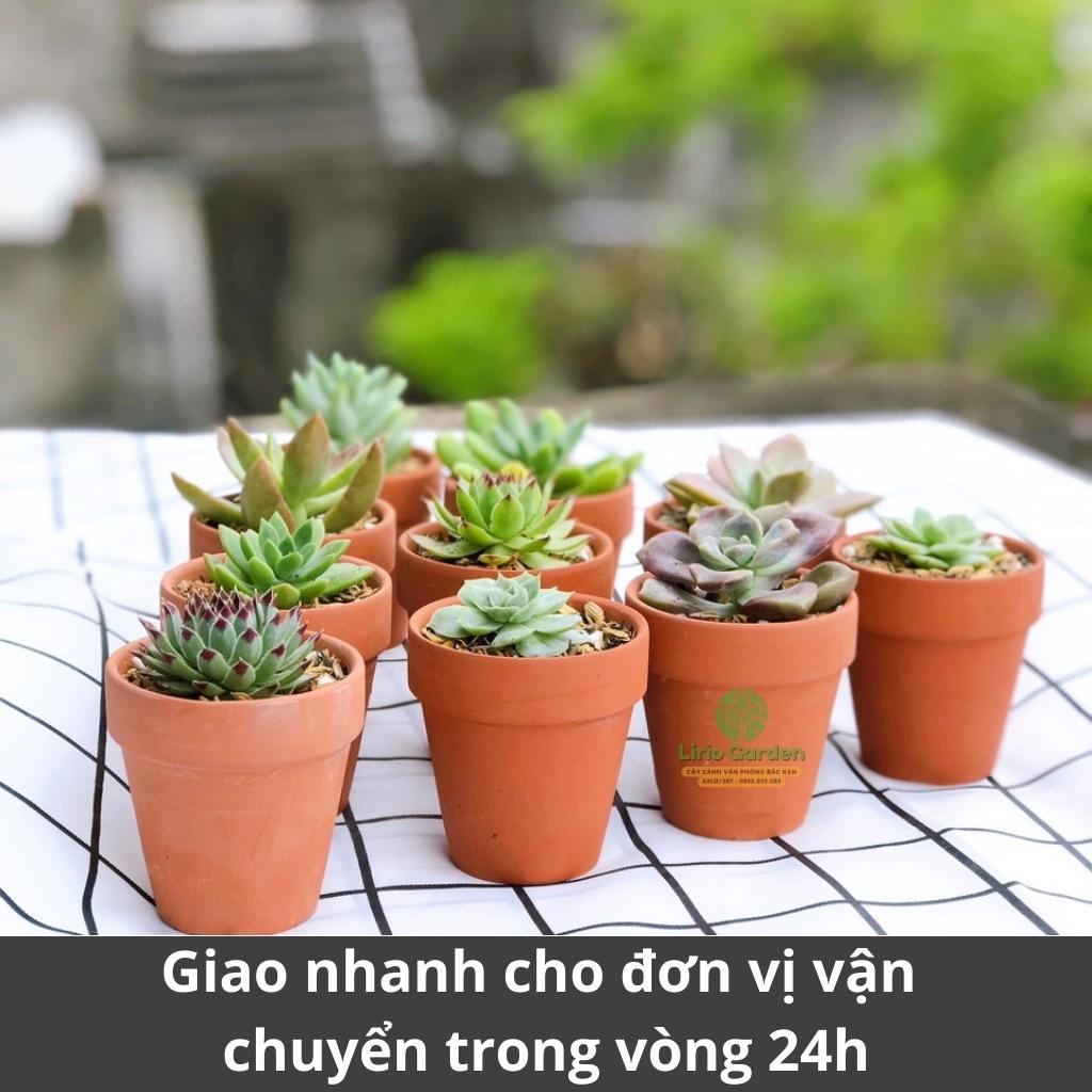 combo 10 cây sen đá kèm 10 chậu đất nung [ gửi cây ngẫu nhiên ]