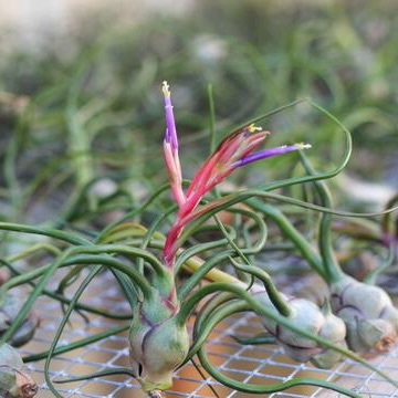Cây không khí bulbosa