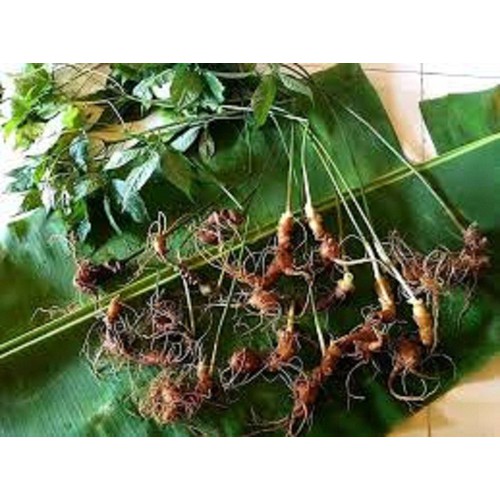 CÂY GIỐNG SÂM NGỌC LINH