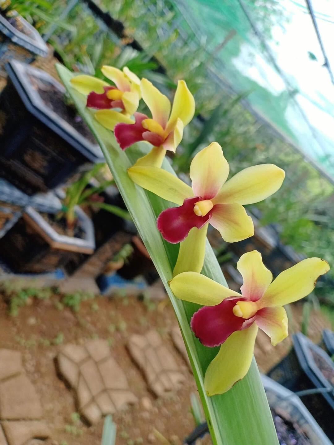 Hoa Lan kiếm Thái(1 cây)