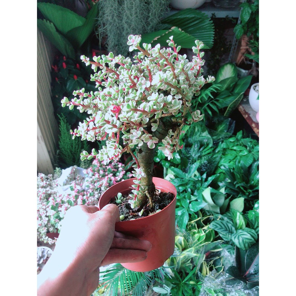 Cây ĐôLa Thân Cổ Thụ