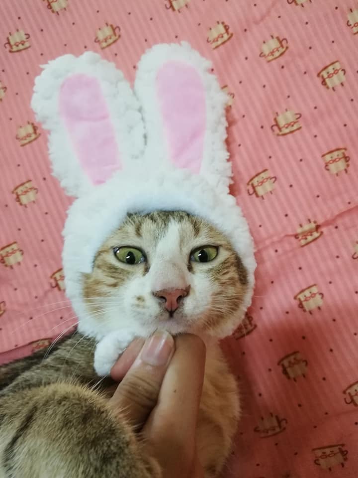 Mũ Tai Thỏ Cho Pet (Có ảnh thật)