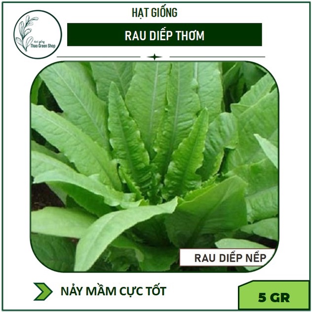 Hạt giống rau diếp thơm 5gr
