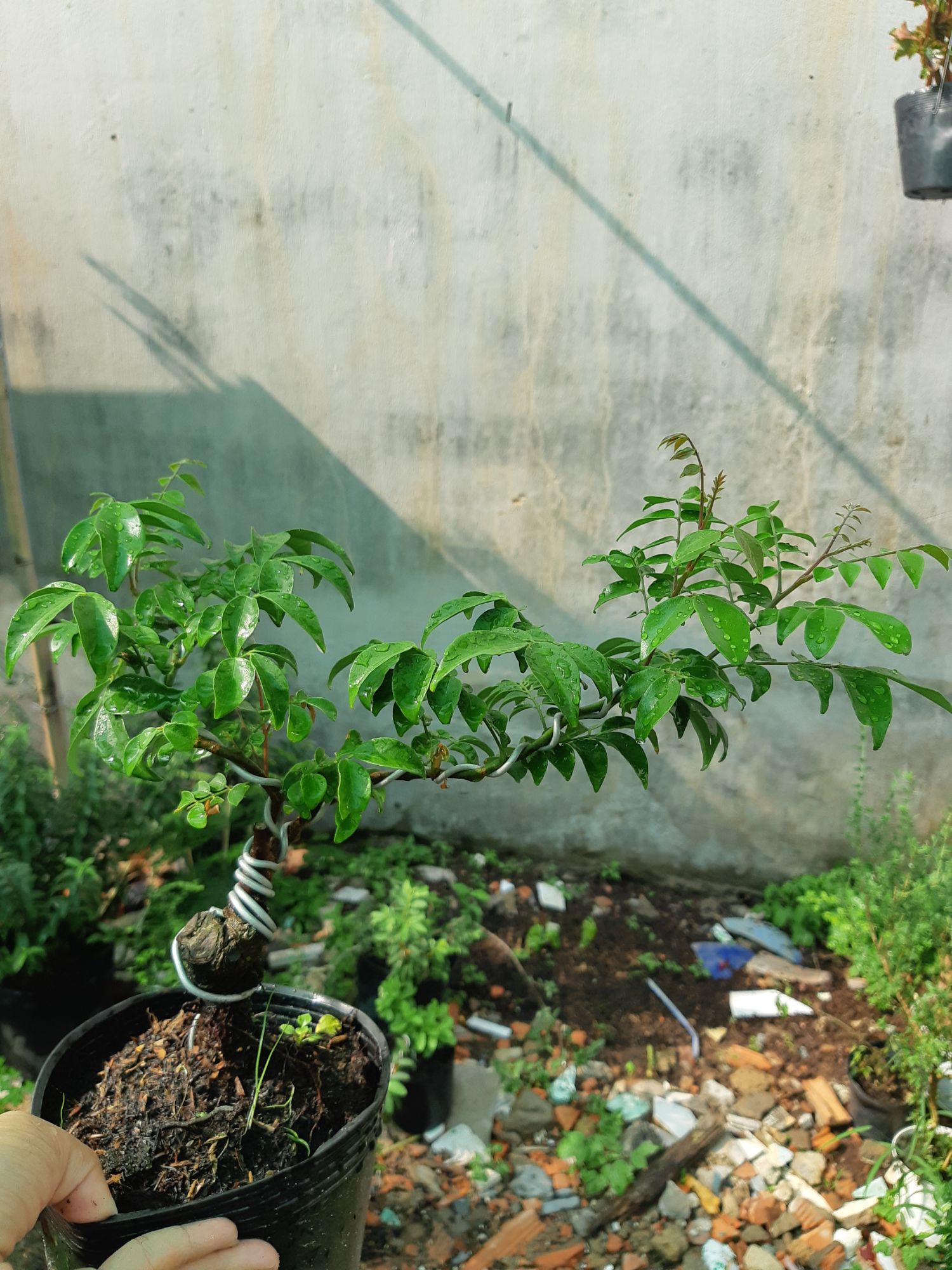 cây khế bonsai mini