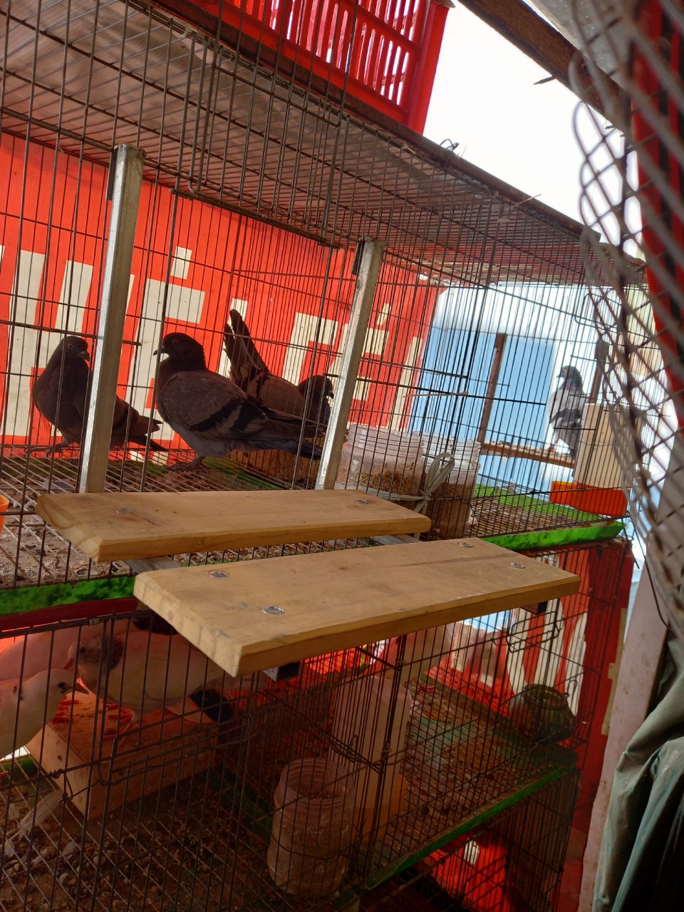 Kệ cho đứng chim bồ câu