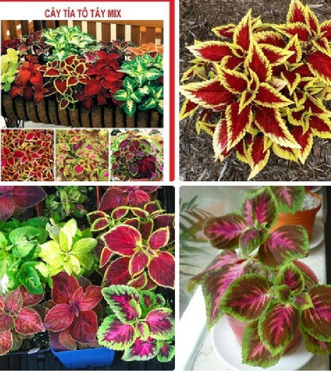 Hạt giống hoa tía tô tây (cây lá gấm) Mix nhiều màu 50 hạt/gói