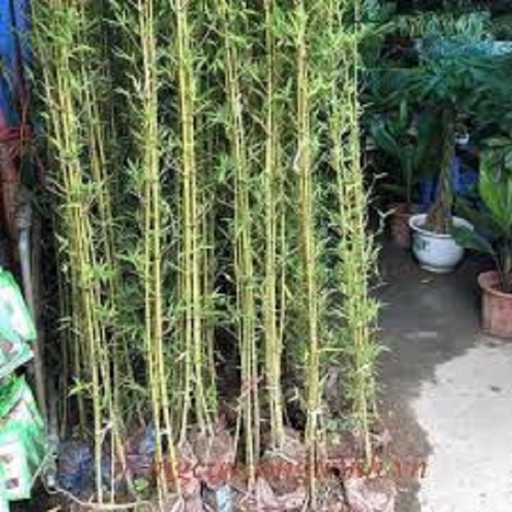 CÂY TRÚC QUÂN TỬ