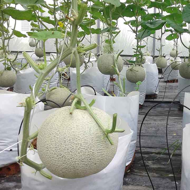 Hạt giống Dưa lưới ruột vàng (ruột cam) - Gói 20 hạt
