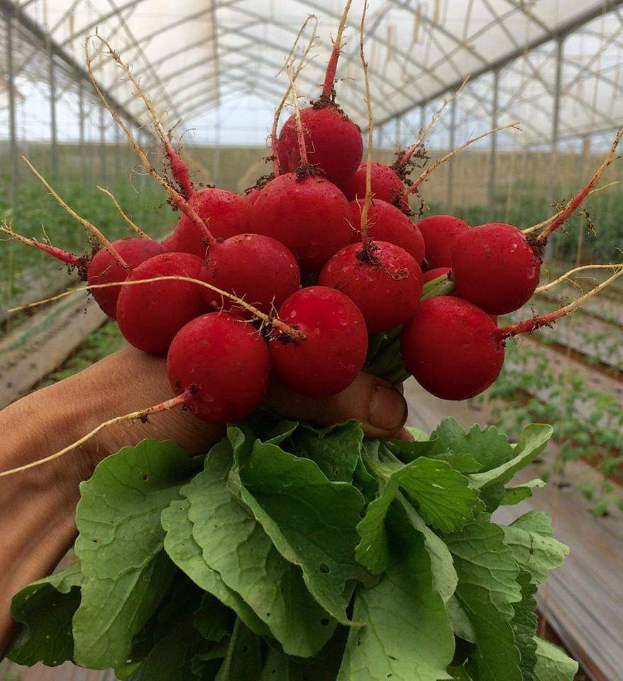 Hạt Giống củ cải đỏ tròn baby