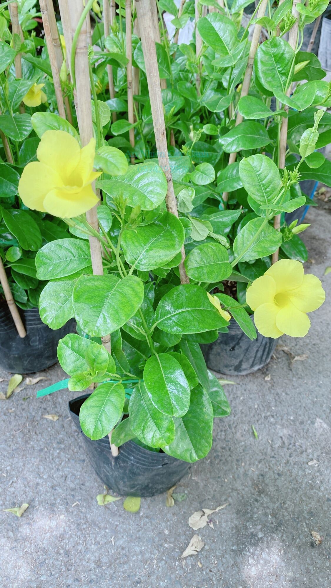 Cây huỳnh đệ