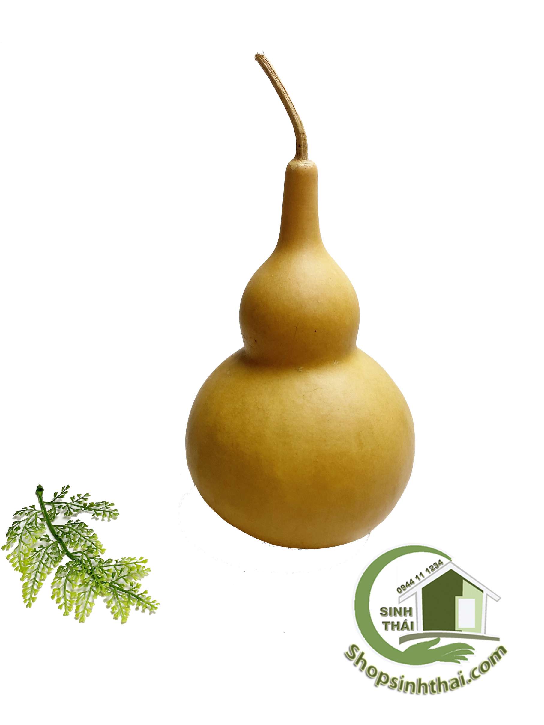 Trái bầu hồ lô - quả bầu khô