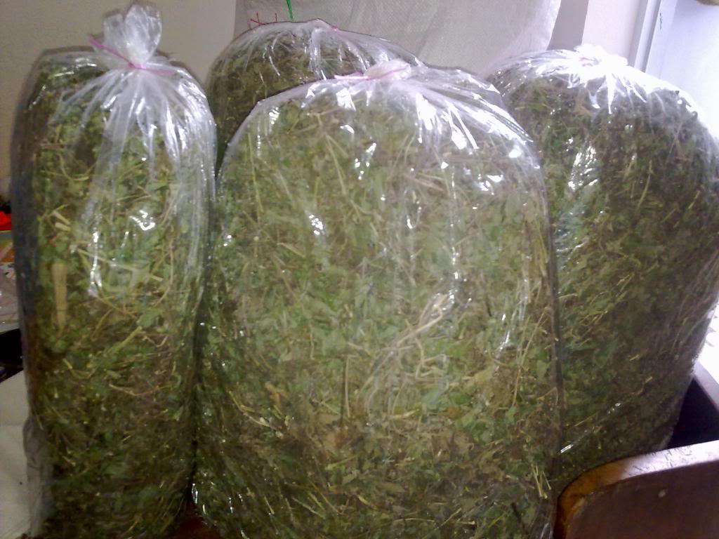 Cây Sài Đất khô 500g GT307