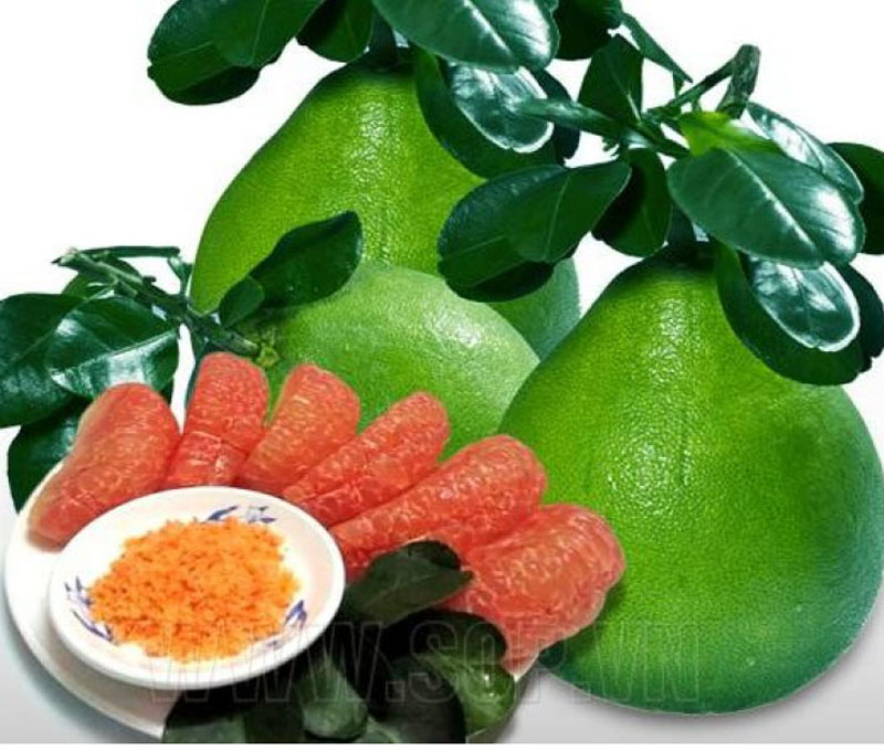 Cây bưởi Da xanh  MIỀN  NAM ghép, cây giống bầu lớn to khỏe, chất lượng F1