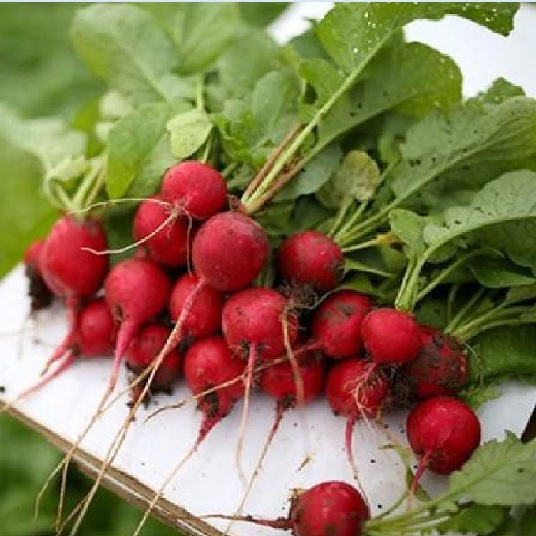 "Gói 5Gr=430 Hạt " Hạt giống củ cải tròn đỏ tí hon