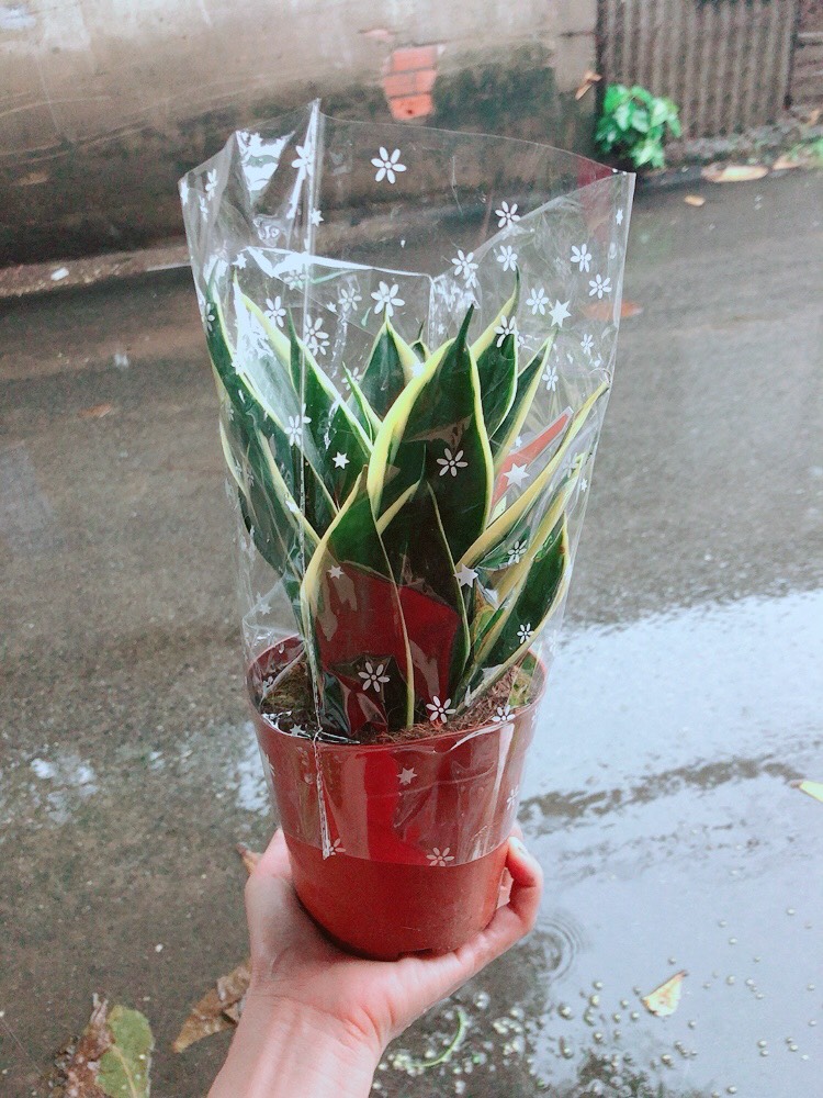 Lưỡi hổ thái