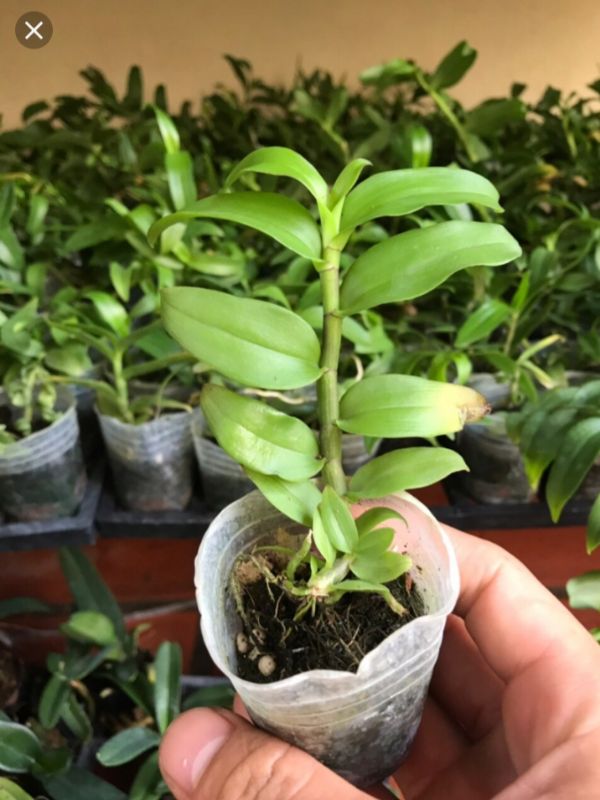 5 cánh trắng bạch tuyết