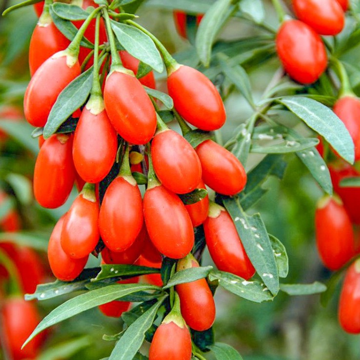 Gói 10  hạt giống Câu Kỷ Tử GojiBerry