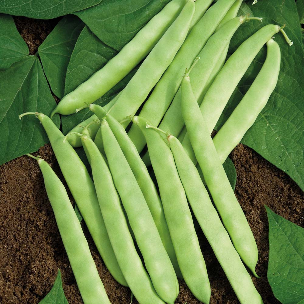 Túi 50 Gram Hạt giống đậu trạch lai