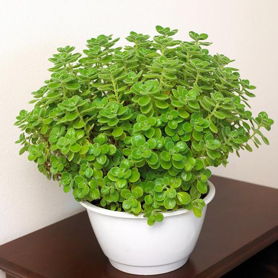 CHẬU CÂY NHẤT MẠT HƯƠNG