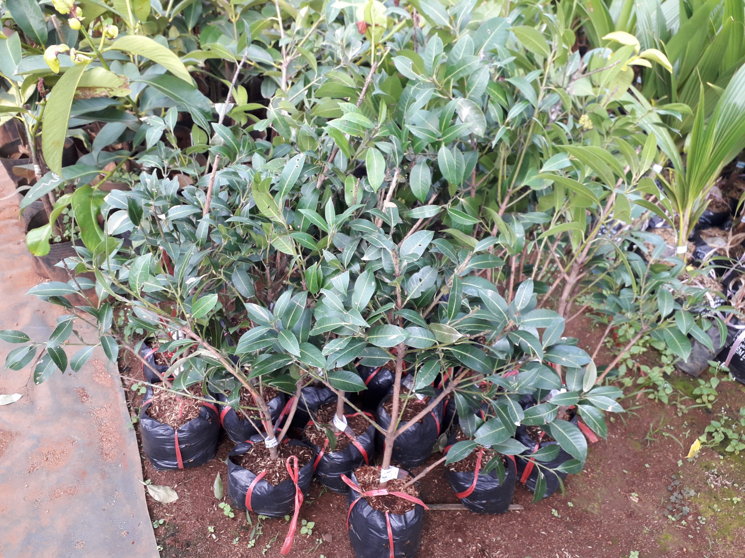 CÂY GIỐNG THANH TRÀ NGỌT [ SIÊU SỚM ]