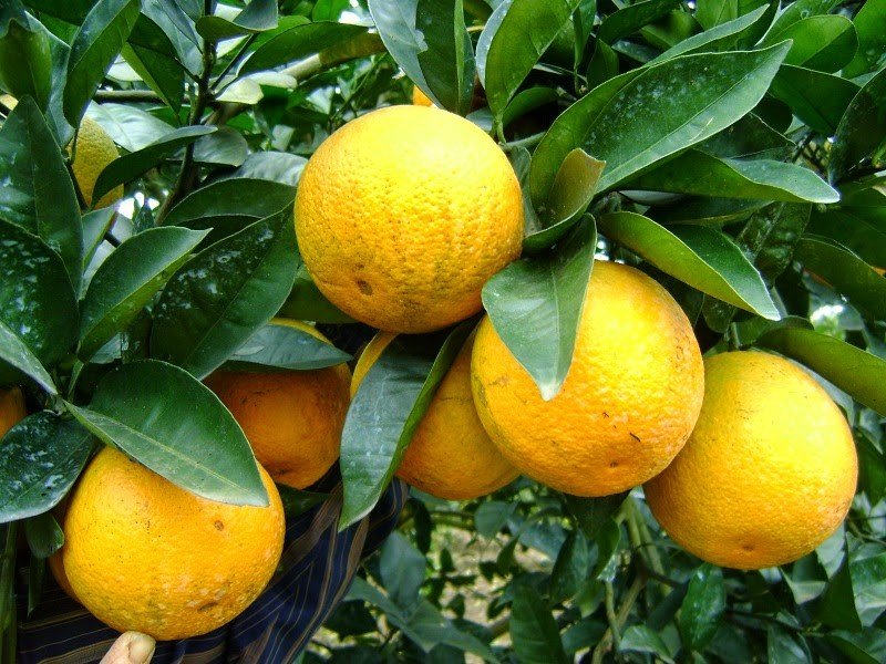 CÂY GIỐNG CAM VINH