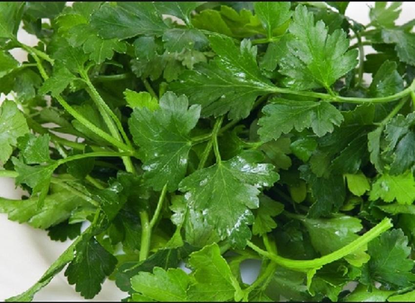 Hạt giống Mùi tây