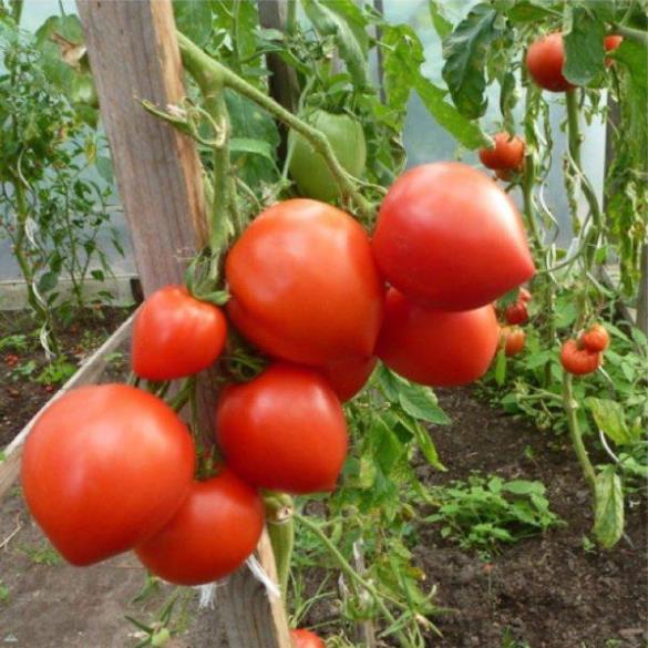 Phân tan chậm nhập khẩu Thái Lan 14-14-14 (hạt vàng) 200gram
