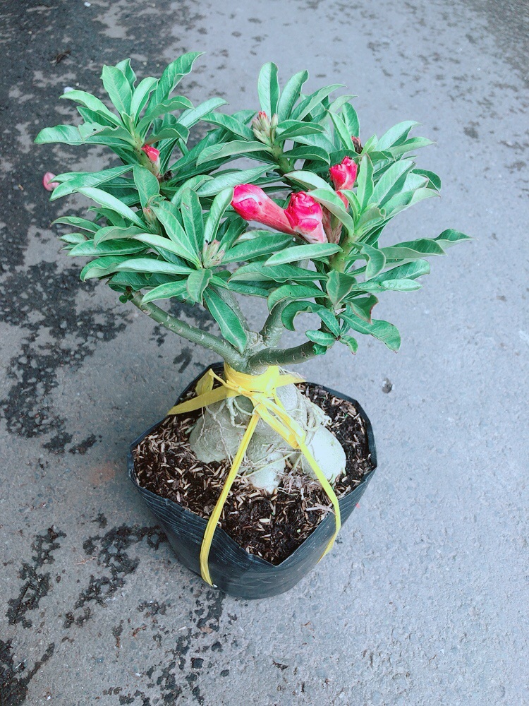Cây Sứ Thái Kép