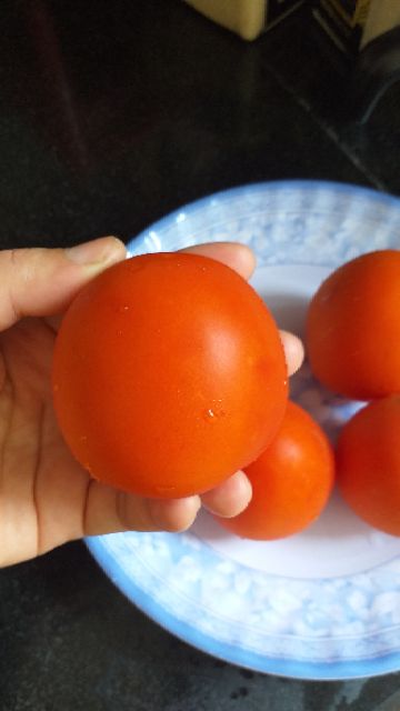 Cây giống cà chua