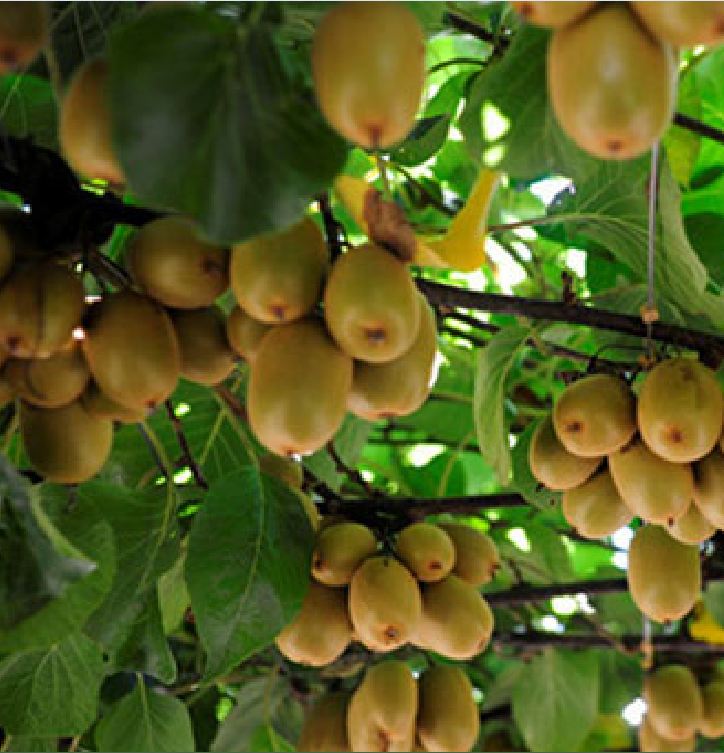"Gói 30 Hạt " Hạt giống cây ăn trái kiwi