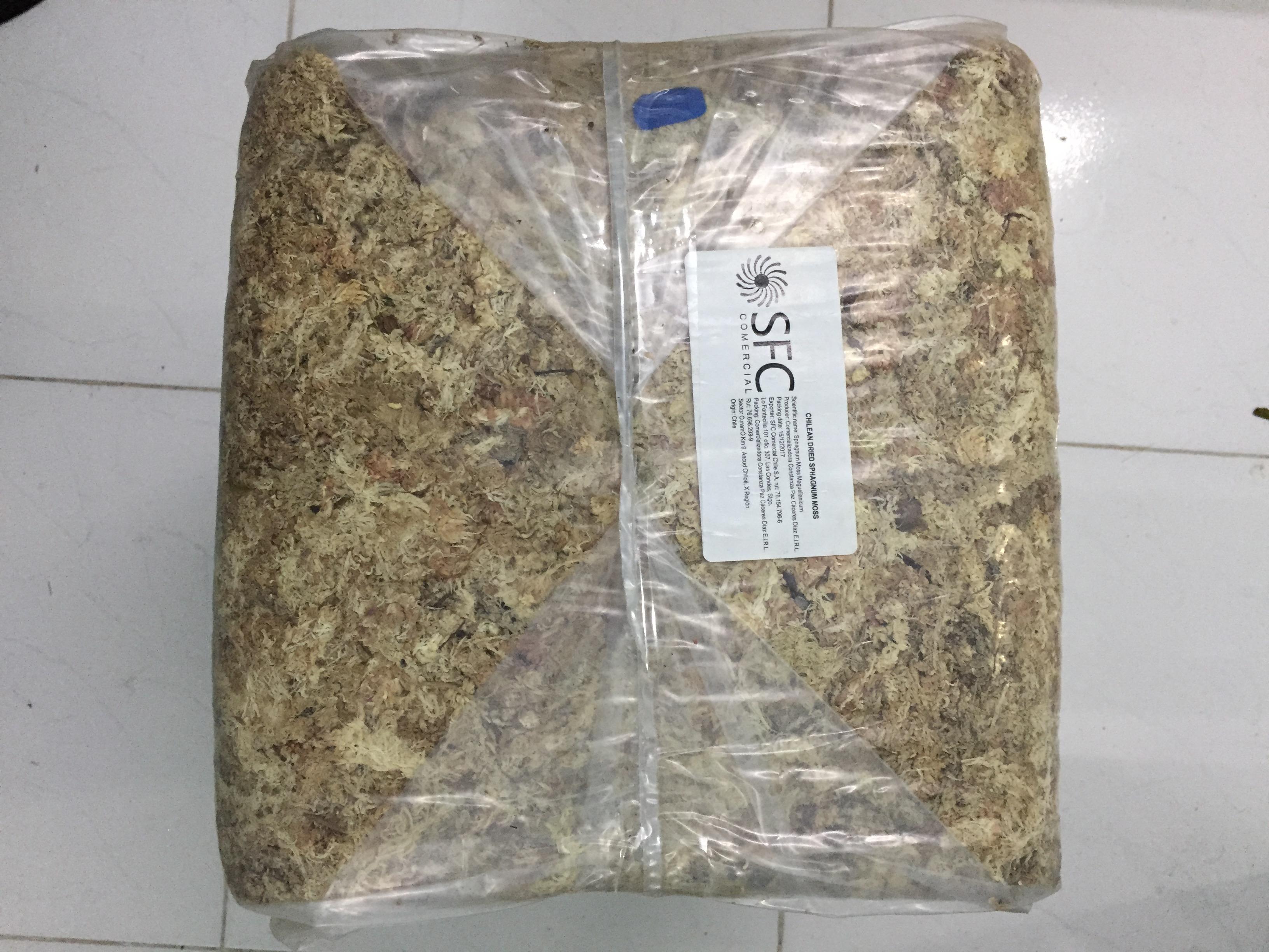 Dớn Chile gói 100gr