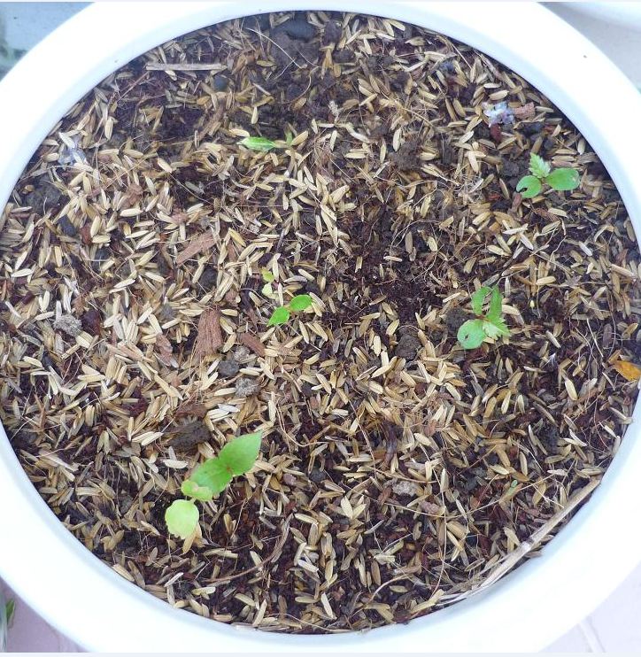 Hạt giống nho lùn pháp ( nho bonsai ) 10 hạt/gói (TẶNG gói kích thích hạt nảy mầm)