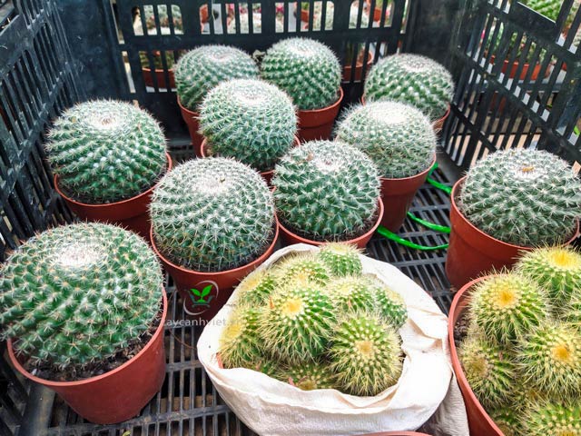 xương rồng quả tròn ( mua mua mua )