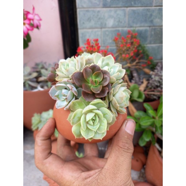 Chậu đất nung Bình Dương dáng lu 7x7
