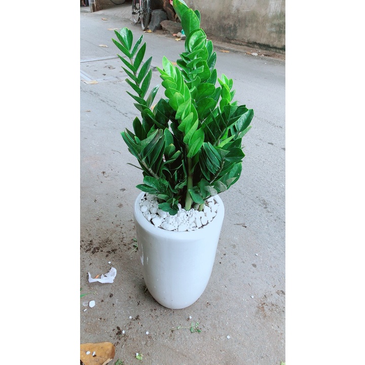 [HCM]Chậu Cây Kim Tiền