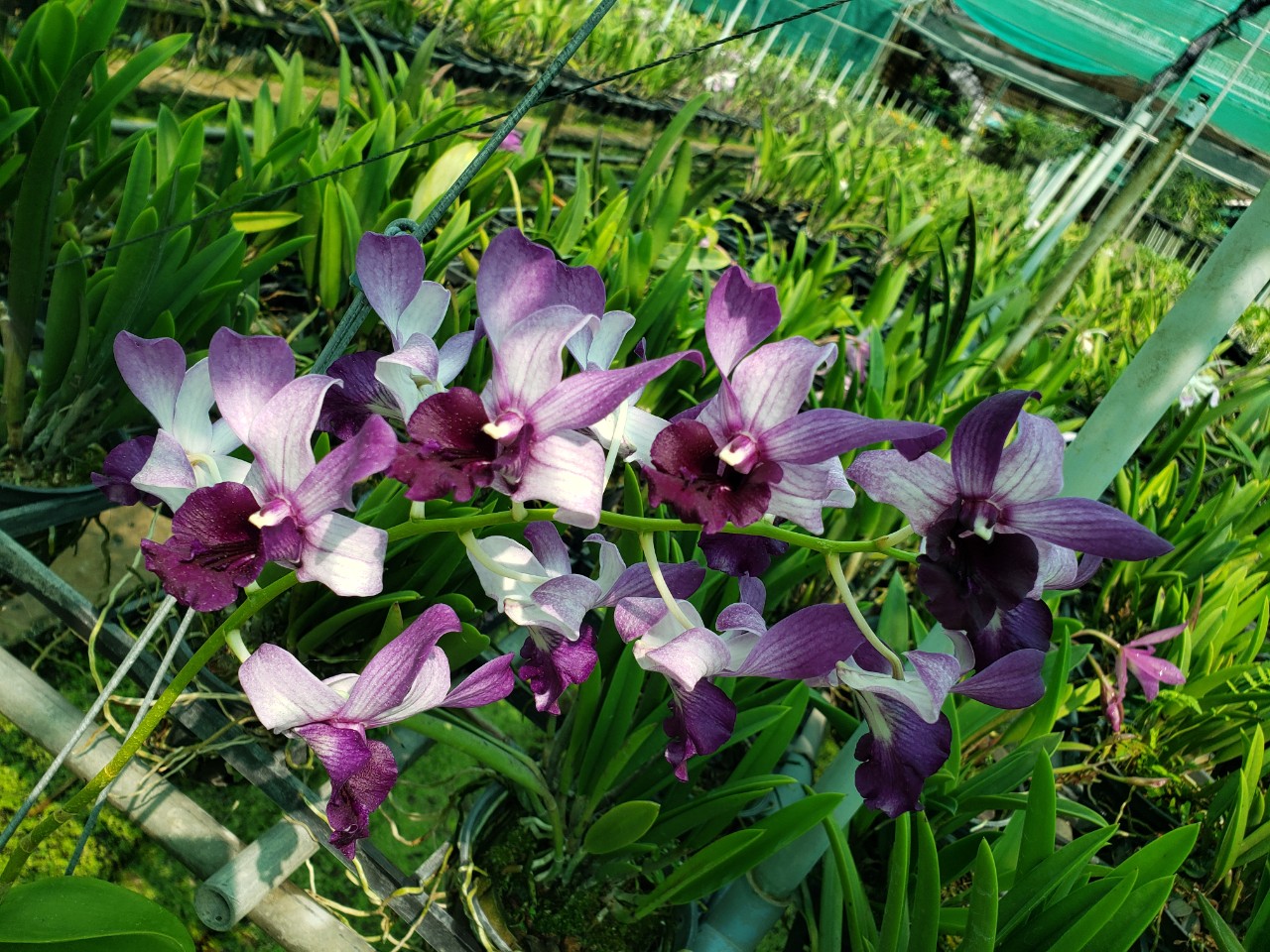 Lan Dendro Bò Blue Hoa Đẹp, Lưỡi To