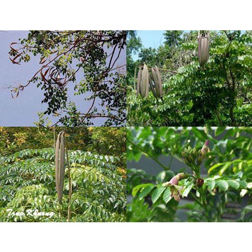 Cây giống núc nác rừng (giao nhanh)