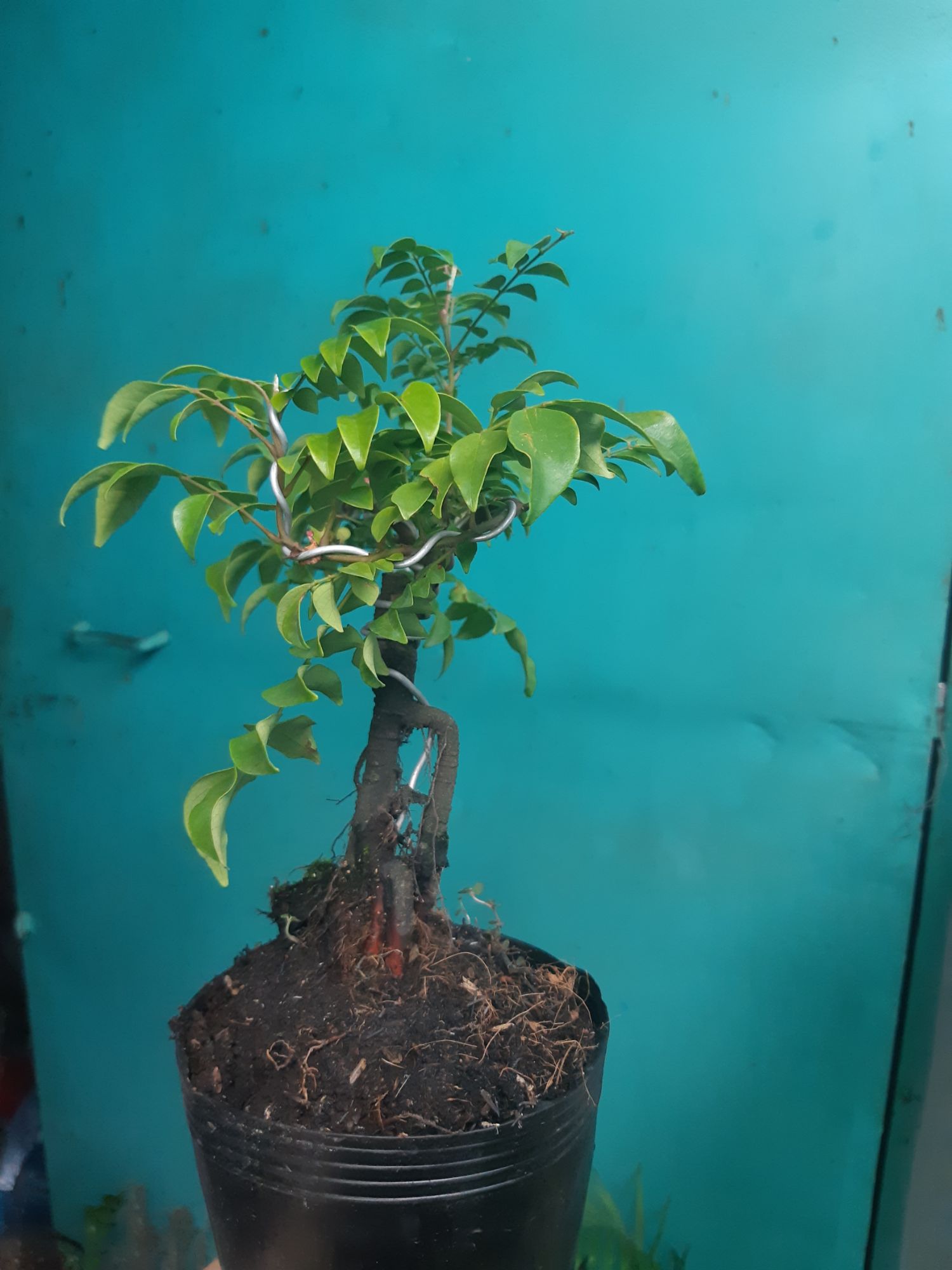 Cây khế bonsai mini đang quả