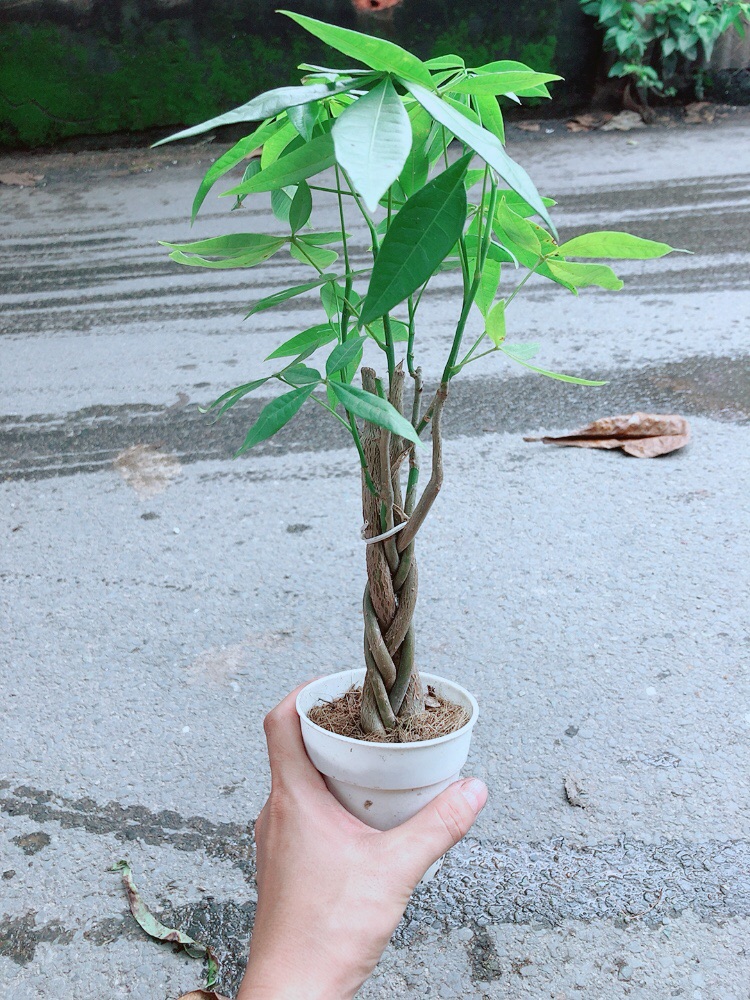 Kim Ngân Thắt Bính 5 Thân