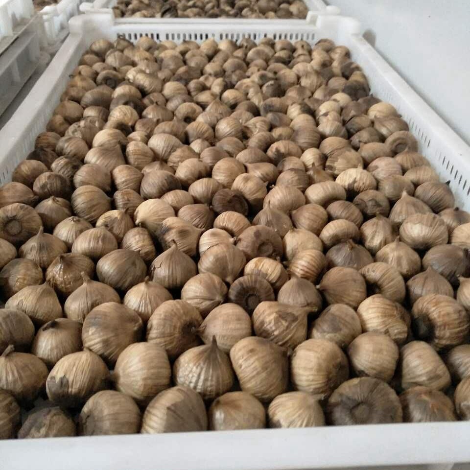 [500g] single black garlic type 2