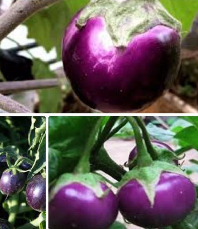 Combo 4 gói hạt giống cà (cà bát da ếch + bát trắng + pháo trắng + bát tím )