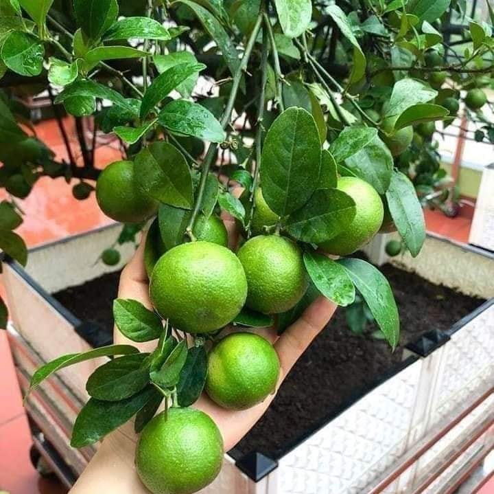 Cây giống chanh tứ quý - cây giống chanh bốn mùa