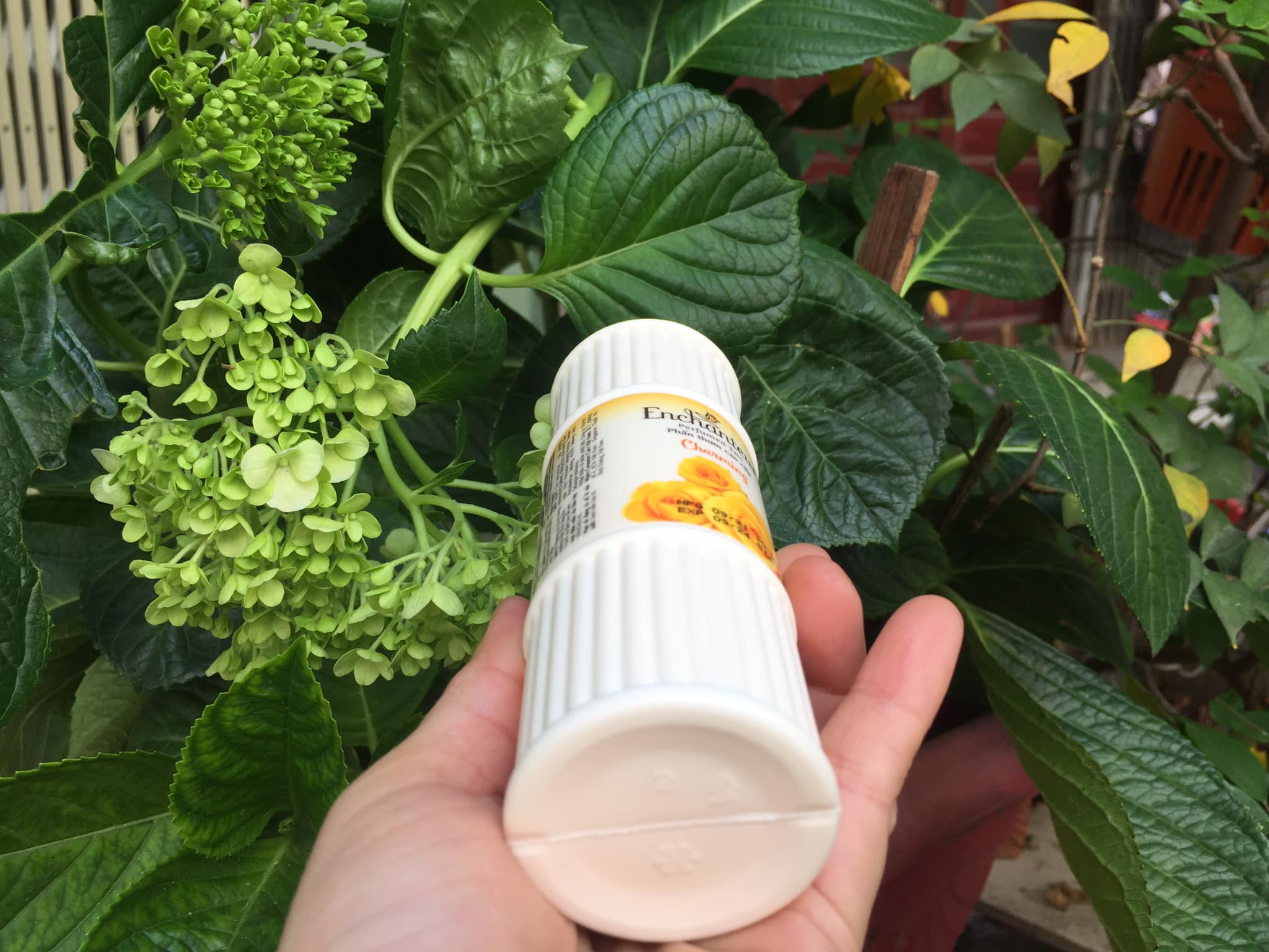 Combo Phấn Thơm cao cấp  Enchanteur Charming 50 gram