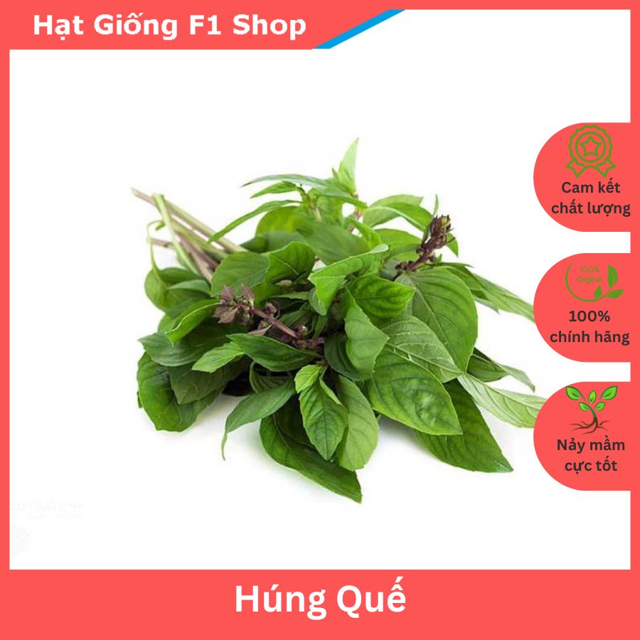 Hạt giống rau húng quế