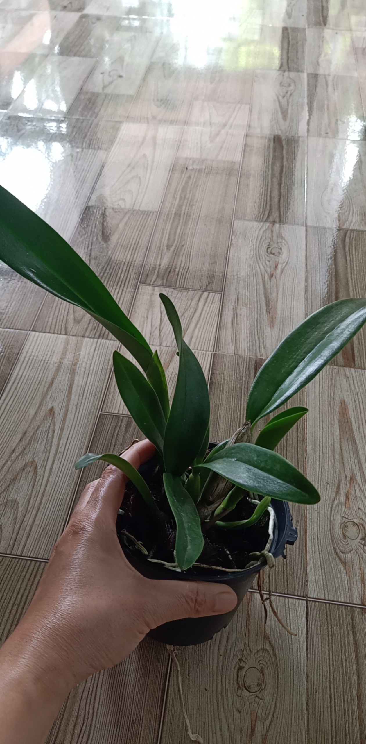 Hoa lan cattleya: NHật nhật phát