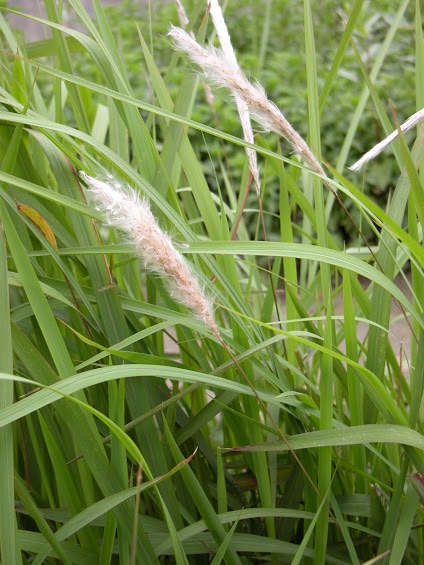 Rễ cỏ tranh phơi khô 1 ký