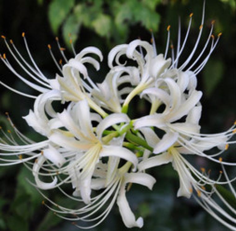 Củ giống hoa bỉ ngạn hoa màu trắng ( 1 củ )[Seeds]