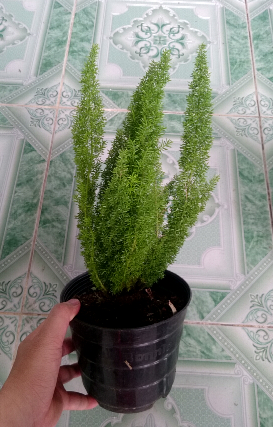 Cây đuôi chồn - Cây cảnh để bàn